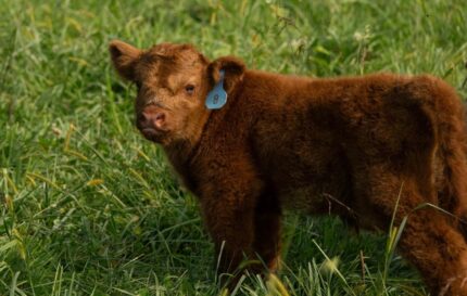 Finneas-Bull/Steer- Chondro Neg.