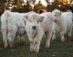 Dara - Silver Mini Scottish Highland Heifer calf at Cyrus Ridge Farm