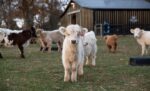 Dara - Silver Mini Scottish Highland Heifer calf at Cyrus Ridge Farm