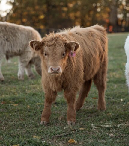 Daylen - Mini Scottish Highland Heifer For Sale